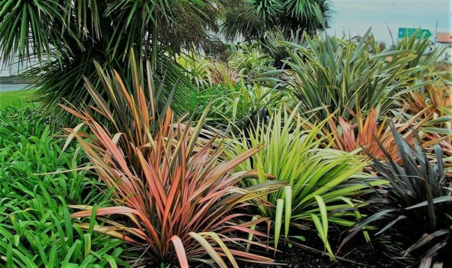 Formio - Phormium