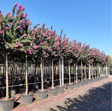 Árbol de Jupiter - Lagerstroemia indica